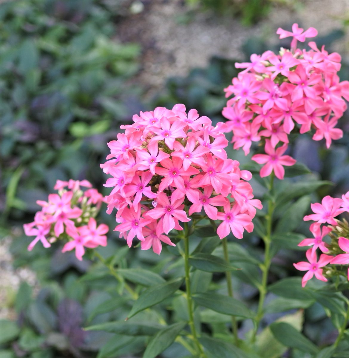 ohnok1's tweet image. 名古屋からおはようございます
まだまだ暑い週末になりそうです
油断なく暑さ対策して過ごします
＋ﾌﾛｯｸｽ
#花 #flowers #phlox