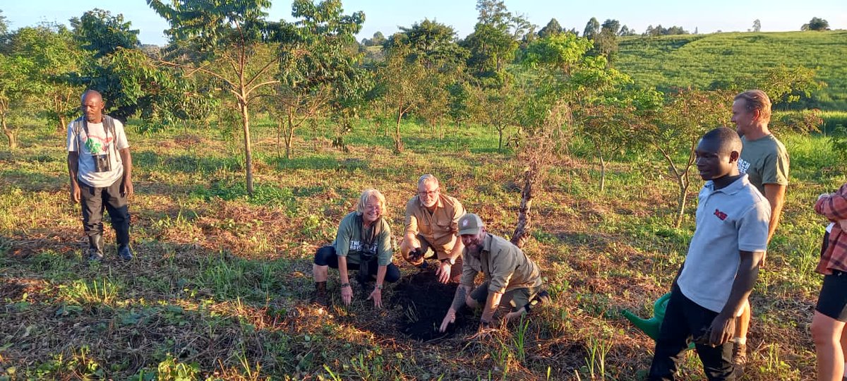 In the project Every 5 Acres for ACBF, tree planting is now on going to regenerate a new home of Chimpanzees. A team of tourists from The Search Adventure while at Bugoma Jungle Lodge is planting trees in the area of the project #Chimpanzees #Bugoma4Tourism @JGI_ug @xruganda