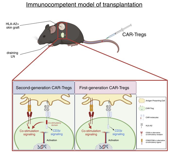 Immune Regulation News (@immune_news) on Twitter photo Research by the <a href="/mklevings/">Megan Levings</a> lab team reveals a new dimension of CAR-#Treg biology, and has important implications for the design of CARs for clinical use in Tregs. #allograft
Learn more in <a href="/JCI_insight/">JCI insight</a>:
📗 bit.ly/46uRezV Research by the <a href="/mklevings/">Megan Levings</a> lab team reveals a new dimension of CAR-#Treg biology, and has important implications for the design of CARs for clinical use in Tregs. #allograft
Learn more in <a href="/JCI_insight/">JCI insight</a>:
📗 bit.ly/46uRezV