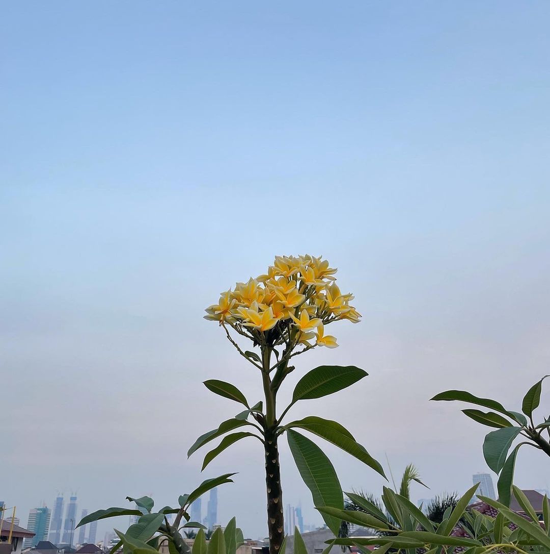 Rubah 🌺🌻🌼 tweet media