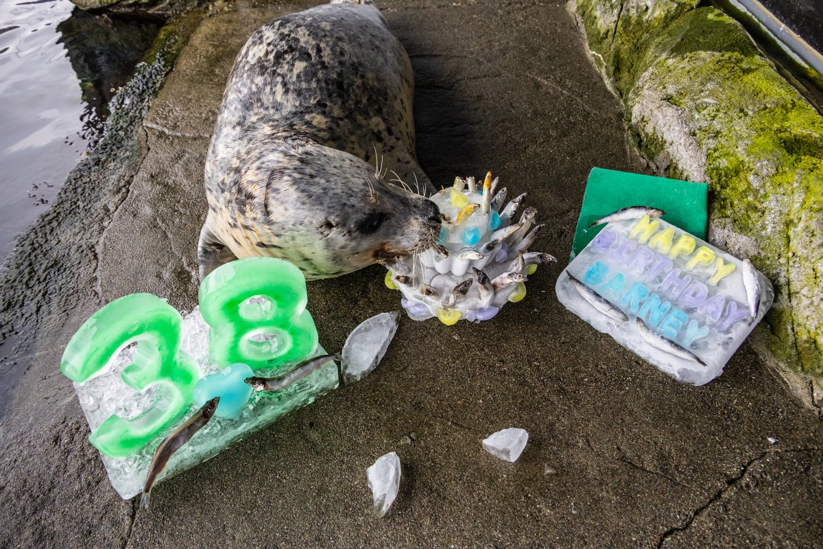SeattleAquarium's tweet photo. Barney is 38 years old today! 🎉

Our dedicated animal care team, who provide excellent care to Barney every day of the year, made sure his birthday bash was extra special, complete with a birthday "cake" made from ice and 38 frozen fish! 🍰 https://t.co/4P5TJS8EB6