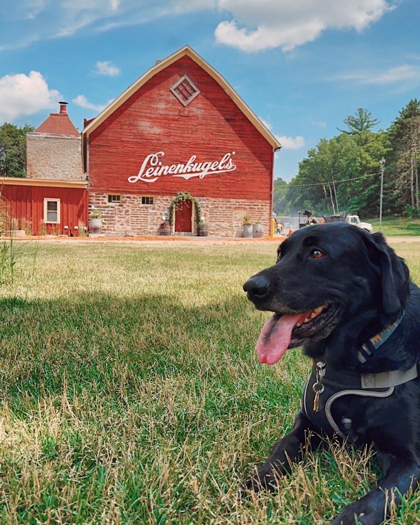 leinie_lodge's tweet photo. Can we go to Leinie’s? Paw-leeeease? 🍻

Bring your beer drinking buddy to the last Paws &amp; Pints of the summer 🐾 Join us in supporting local humane associations on Thursday, September 28 / 5-7pm 🐶 

#Leinenkugels #PawsandPints https://t.co/ADvOURS1uz
