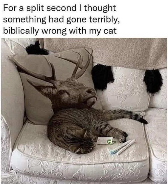 WholesomeMeme's tweet photo. https://t.co/V9zFDgWBoa