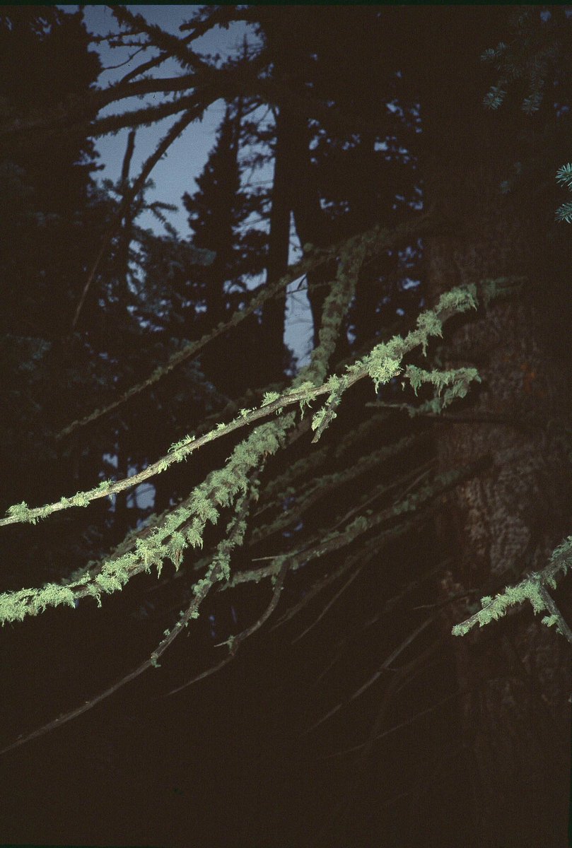 Branching out