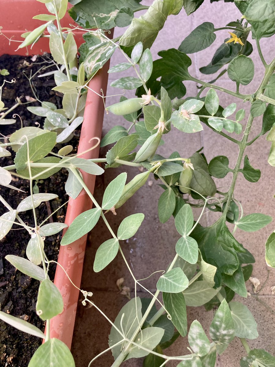 My small garden on the balcony is growing and bearing its fruits 🥰
And so many blossoms still!

#balconygardening #tomatoes #peas #smallgarden #gardening #balcony #vegetable