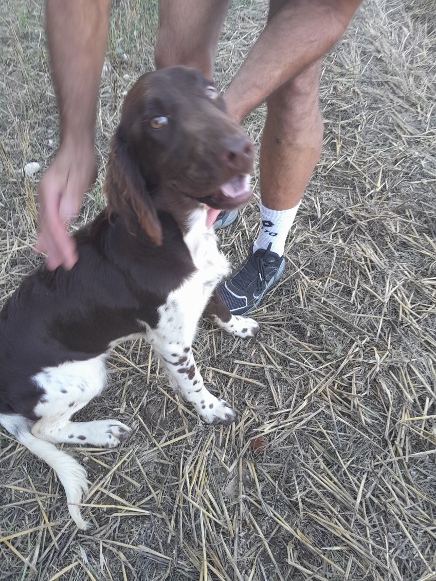 LelongYouri's tweet photo. Trouvée cette chienne errante dans  les champs sur le plateau entre Maisoncelle/Blangy/Rollancourt.
Envoyé moi un message si vous la reconnaissez https://t.co/JJb34e1bsV