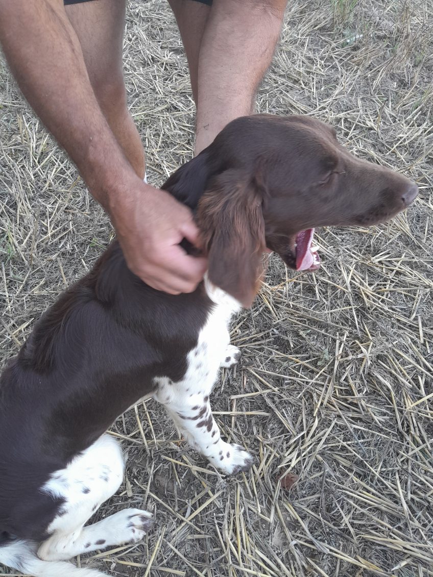 LelongYouri's tweet photo. Trouvée cette chienne errante dans  les champs sur le plateau entre Maisoncelle/Blangy/Rollancourt.
Envoyé moi un message si vous la reconnaissez https://t.co/JJb34e1bsV