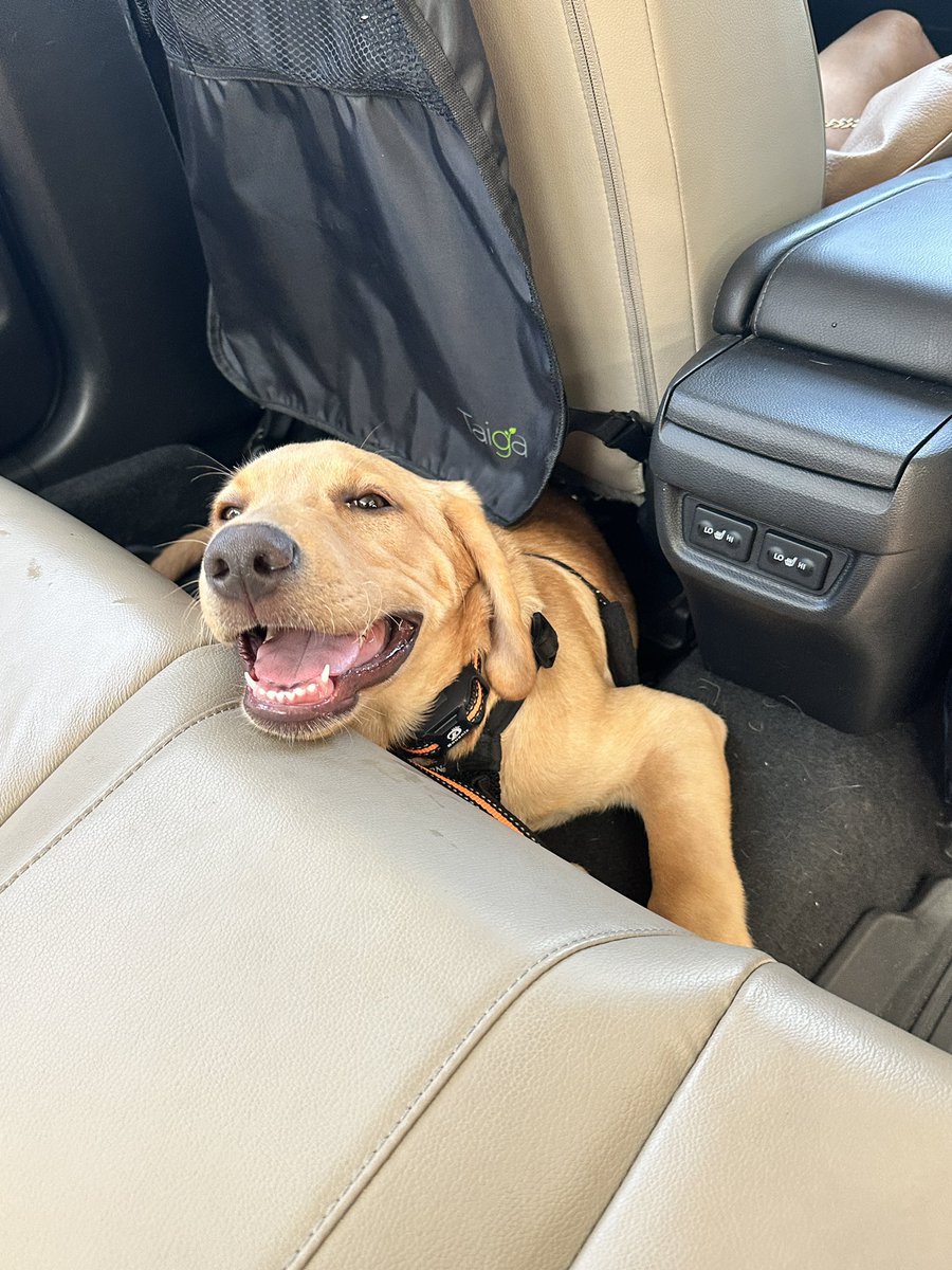 My dog thinking he got the best seat in the car