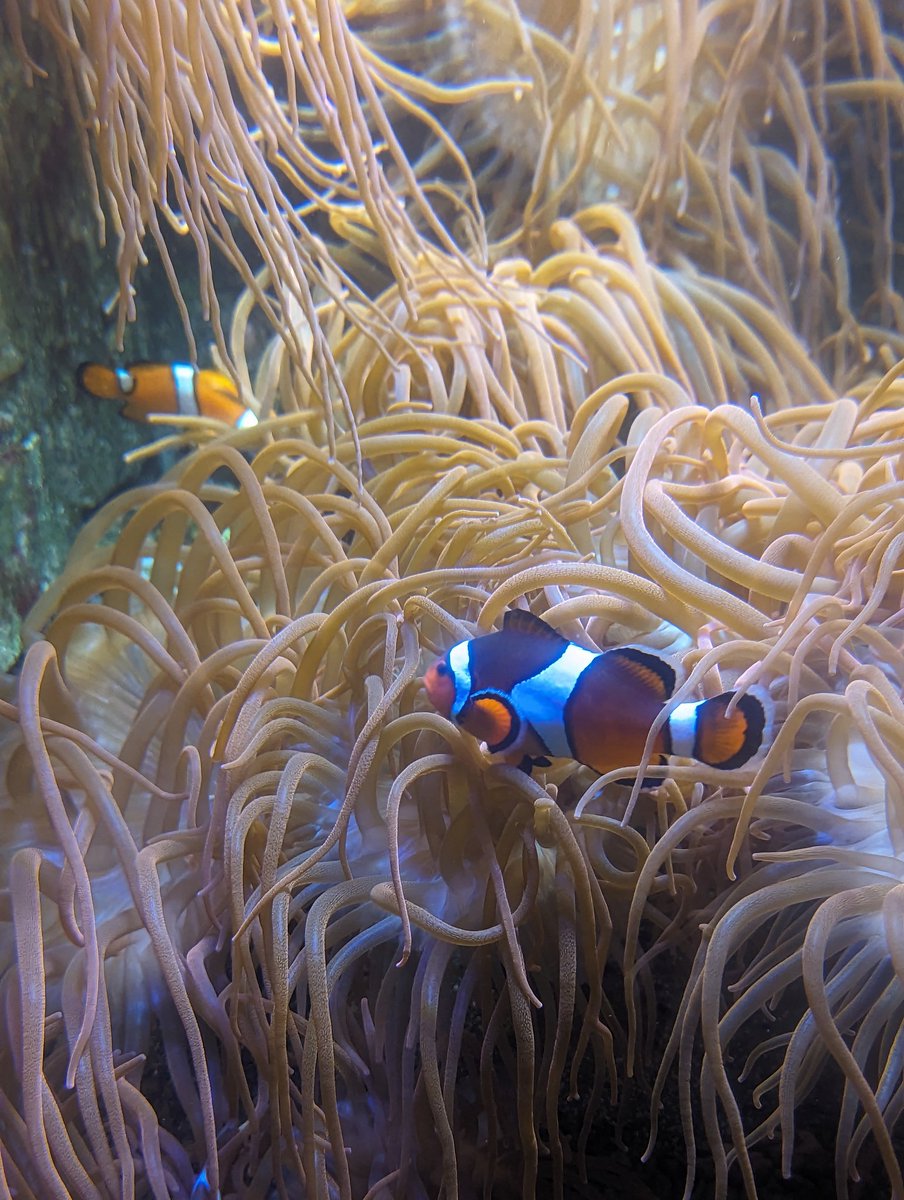 bunnyarcadia's tweet photo. Went to the aquarium!!! And coloured in with my friends ~~~ ! 

#agere #ageregression #little #sfwlittle #sfwagere ~ https://t.co/y6PR0bDHtT