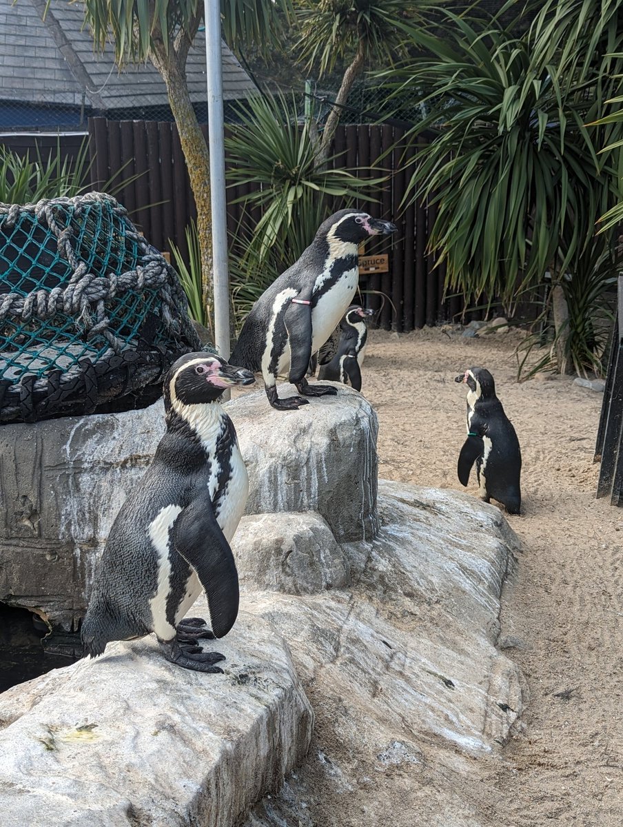 bunnyarcadia's tweet photo. Went to the aquarium!!! And coloured in with my friends ~~~ ! 

#agere #ageregression #little #sfwlittle #sfwagere ~ https://t.co/y6PR0bDHtT