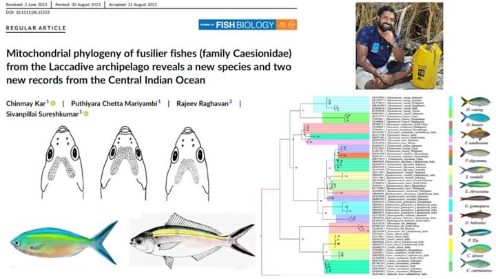 LabRajeev's tweet photo. Phylogenetic analysis of fusiliers from the #Laccadives reveals a new species + two new distribution records!  Caesio idreesi is named after colleague Idrees Babu for his outstanding contributions to marine biodiversity of Lakshadweep 
Just out in @TheFSBI  
@chinmaykar520 https://t.co/nmQravbru1