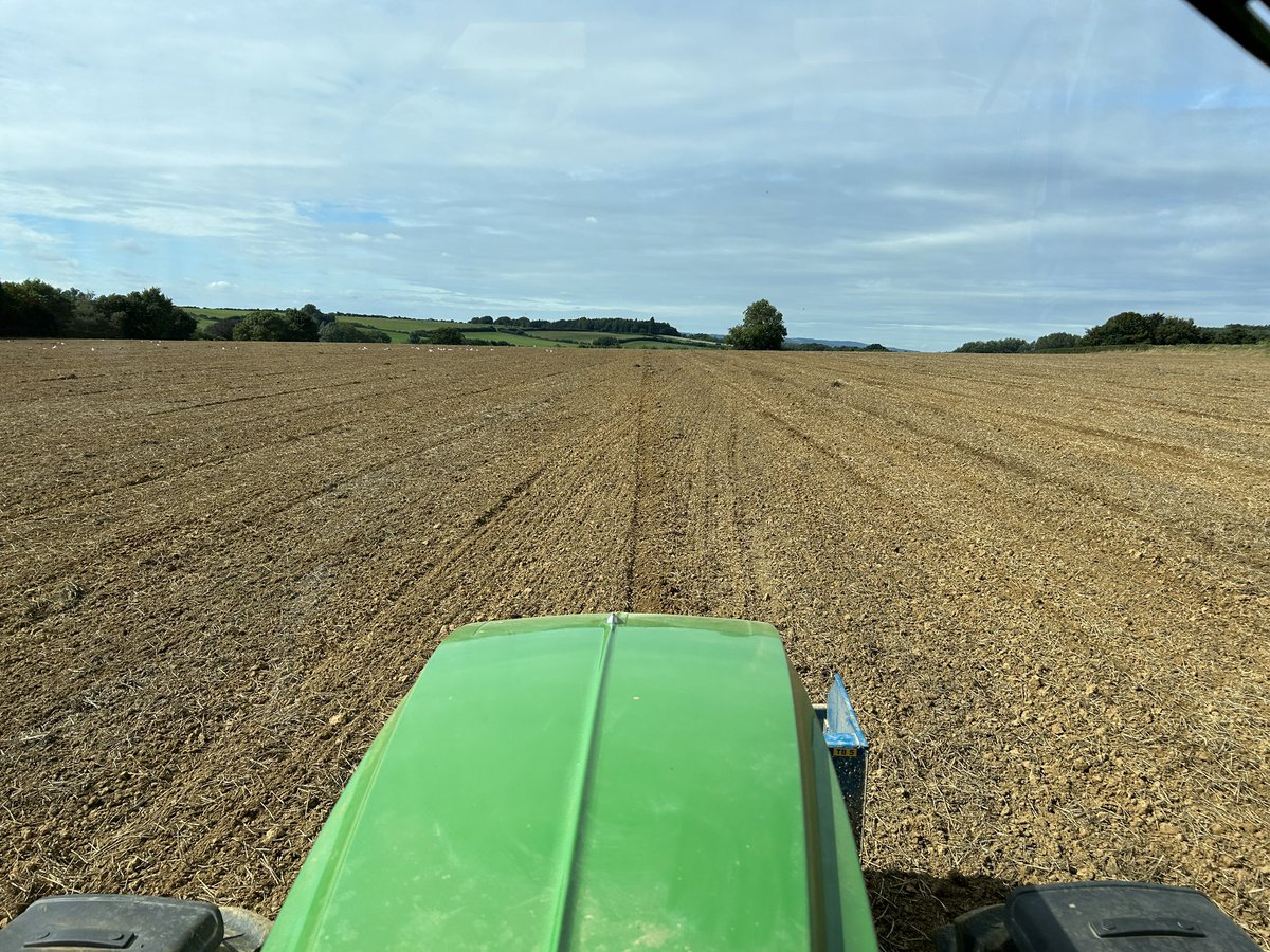 In sunny SomersetOSR (Matrix cl and Invigor 1266 cl)and companion friends being drilled today in anticipation of some rain at the weekend#Basf#Dsv