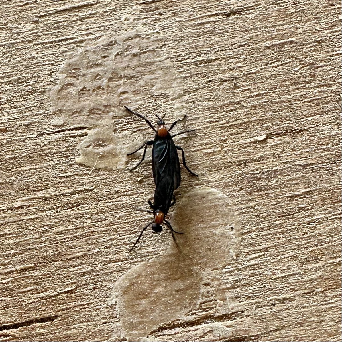 Oh no. I have chosen the wrong time to visit my parents. #lovebugs #louisianalife