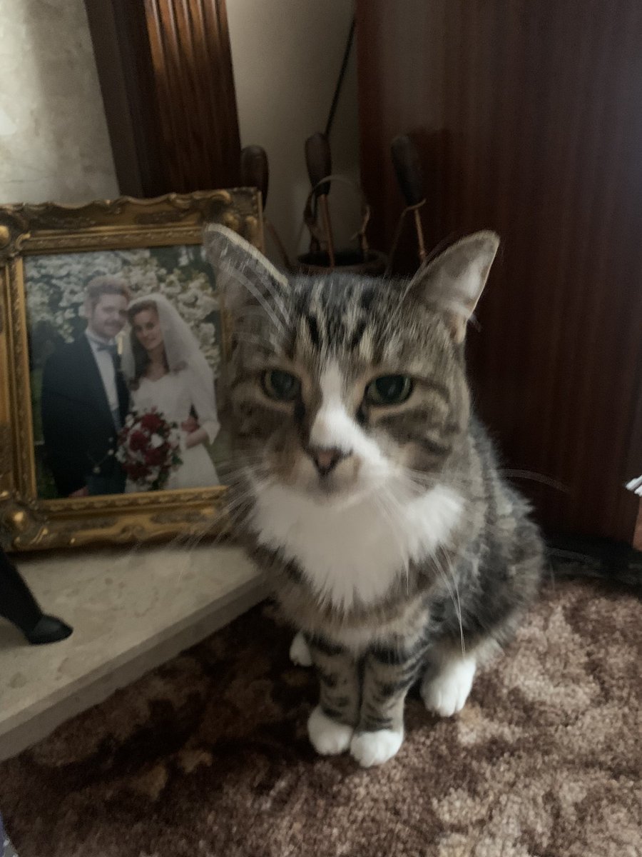 Lovely to catch up with Oscar today he definitely has his new slaves where he wants them ♥️ thanks so much for giving the best home 🏡