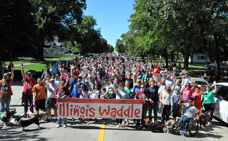 GABR_Bassets's tweet photo. Aarrhhoooo! Get ready to #WADDLE Sept 23-24!
The IL Waddle parade will be on Sunday: https://t.co/WM1yAKvfVu
(Wagons will be available for seniors and pooped pups along the way)

More info on the entire weekend: https://t.co/GKYc7tx15p

#AdoptDontShop #Basset #BassetHound #RESCUE https://t.co/Nq2Vglsqv0