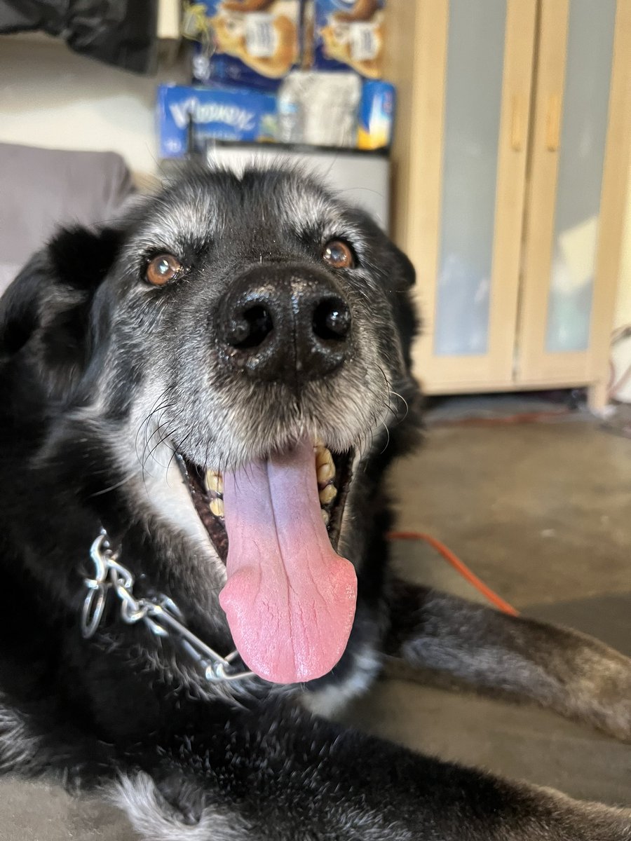 helloitsmeAV's tweet photo. Happy 15th birthday my sweet old man. I miss and love you, Chubby Bear. 💕 https://t.co/V1RM8C2524