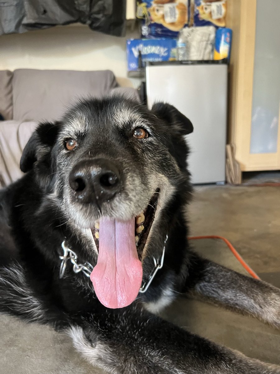 helloitsmeAV's tweet photo. Happy 15th birthday my sweet old man. I miss and love you, Chubby Bear. 💕 https://t.co/V1RM8C2524