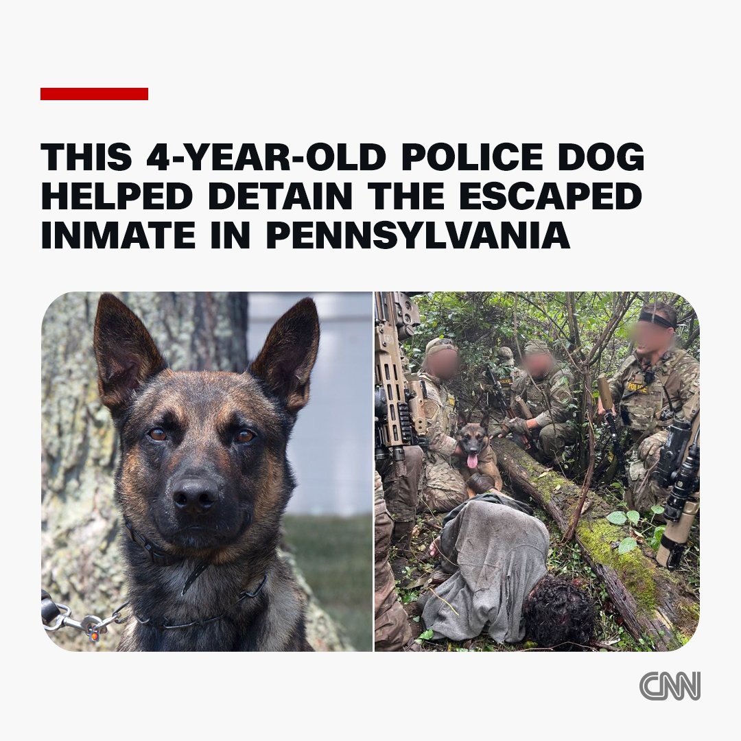 CNN's tweet photo. A 4-year-old police dog named Yoda detained fugitive Danilo Cavalcante, bringing an end to the exhaustive, nearly 2 week-long manhunt. https://t.co/3u46zDBkHX https://t.co/hLyTQUlmjf