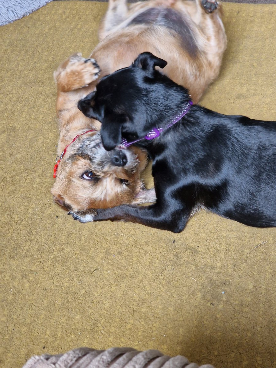 millietheborder's tweet photo. Best of friends again after a squabble on Monday night #dogsoftwitter #BTPosse https://t.co/gPHY0O2sok