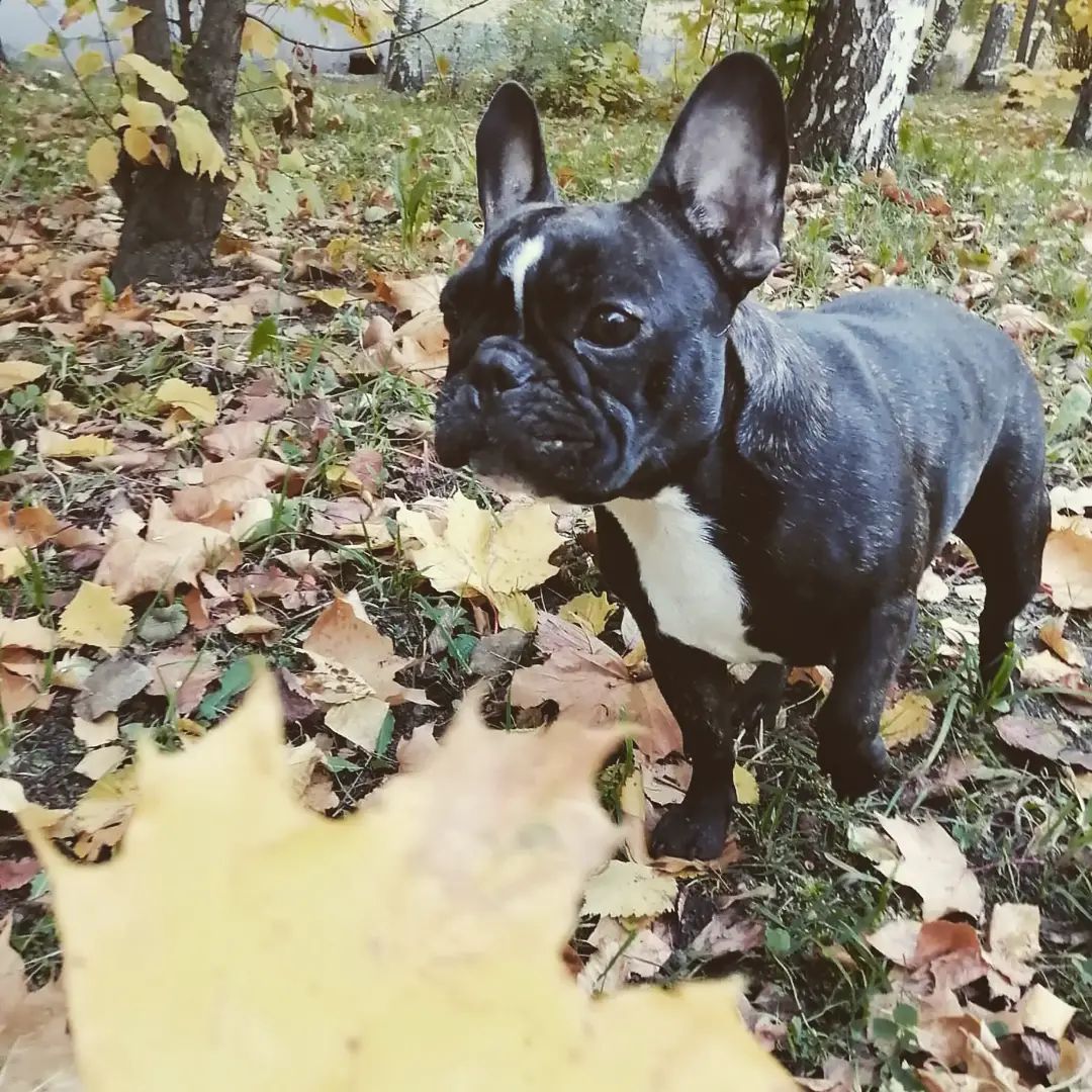 Live. Laugh. Bark.

#frenchbulldogmix #frenchbulldogsuk #frenchiebaby #frenchies_ #frenchbulldogs123 #frenchbulldogbreeder #frenchiesoftheday #frenchievids #frenchie1 #frenchiemom #frenchbulldogstyle #frenchbulldognyc #frenchielife #frenchbulldogblue #frenchieofig