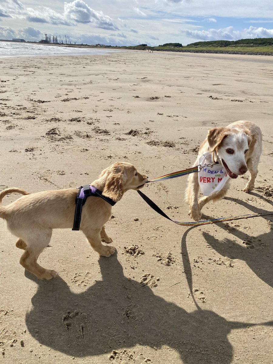 SpanielsSuper's tweet photo. @SpringerSaint 
We had a lovely TweetUp at Cambois with the Magic Settee Pack
New puppy Orlagh is glorious…. She loved Ronnie &amp; he was happy to be led astray by her 
#WhatsHappening
#WhereAreYouTakingMe
#MumHelp https://t.co/4L0amNkx46