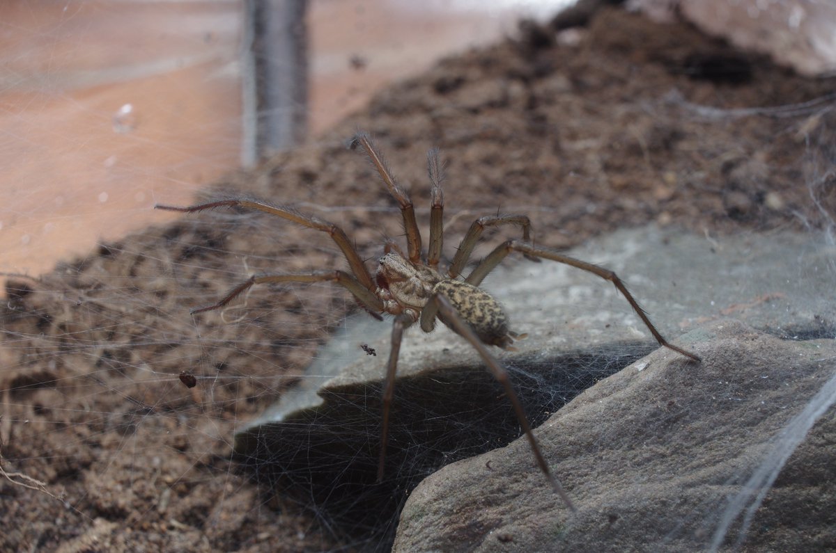 The Giant House spiders were fairly cooperative with the photo shoot today, and I'd almost forgotten how well my old 1980's-vintage 28mm lens works with some extension tubes for this kind of work.