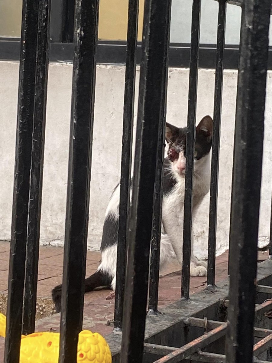 KyandyArt's tweet photo. Asking for a dollar for this cat. 
Legazpi is a cat who was rescued close to where my sister works. She needs meds, eye drops, a better cage, and of course, food. 

If you can spare a dollar or two, please send them through my PayPal linked below.

GCASH: 0975 086 3086

Please RT