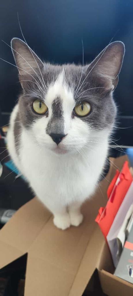 makygassin's tweet photo. @ShouldHaveCat Killo, my nephew https://t.co/EWDSIBty74