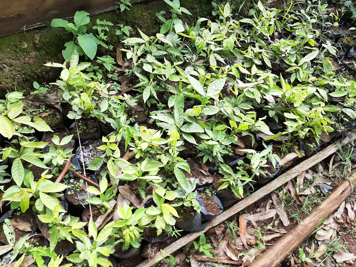 cencosdev's tweet photo. Our Inga seedlings are ready to be planted on our demonstration plots where we are going to introduce Inga Alley cropping to help restore degraded farmlands, improve soil fertility, increase food production and fight climate change. 

@yodocameroon https://t.co/5EOwD67Op5