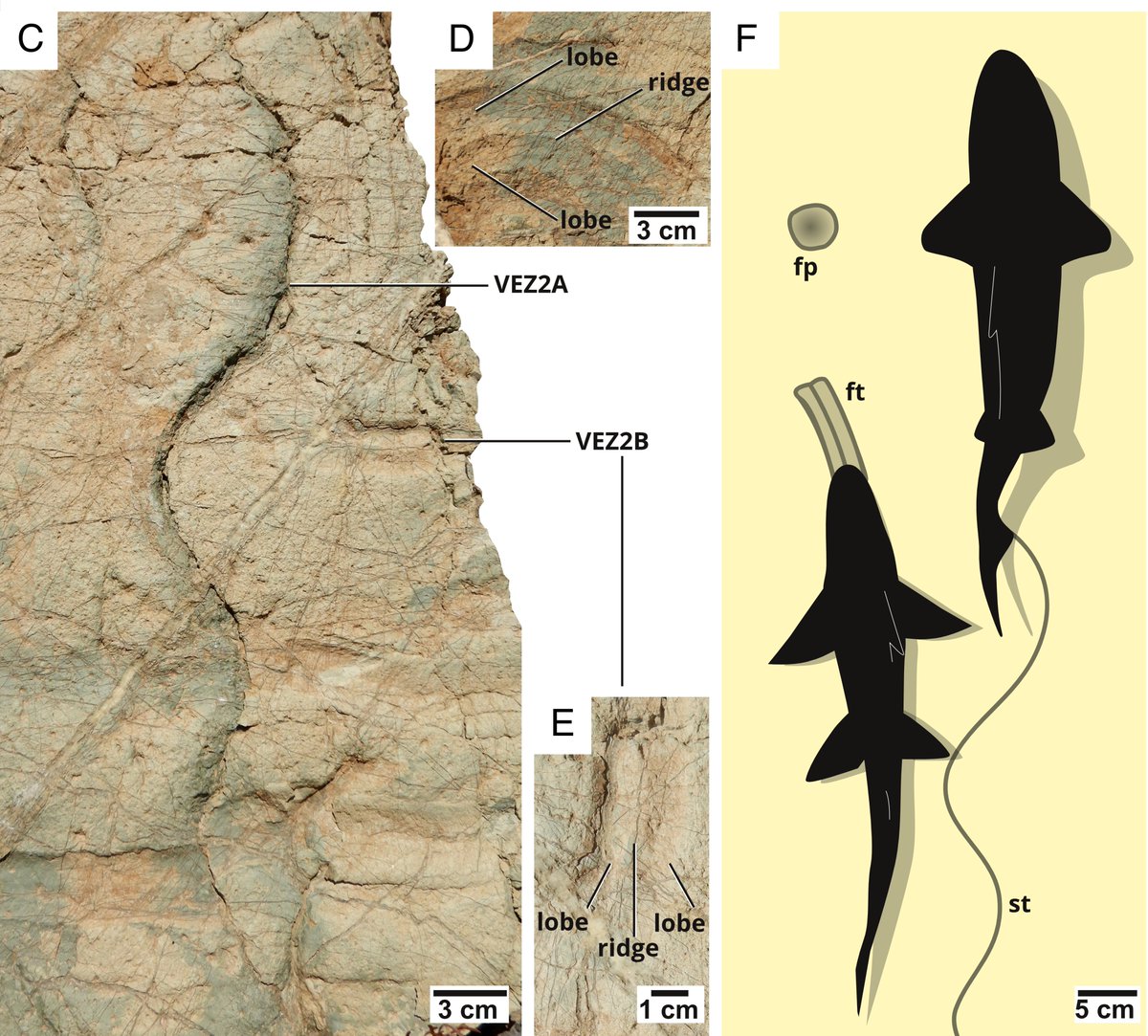 Perfect timing for #TracksWeek, new article came out looking at deep-sea swimming and feeding traces of fish.  These are some of the oldest (130 mya) examples of deep-sea fish in the fossil record. #Paleontology
pnas.org/doi/full/10.10…