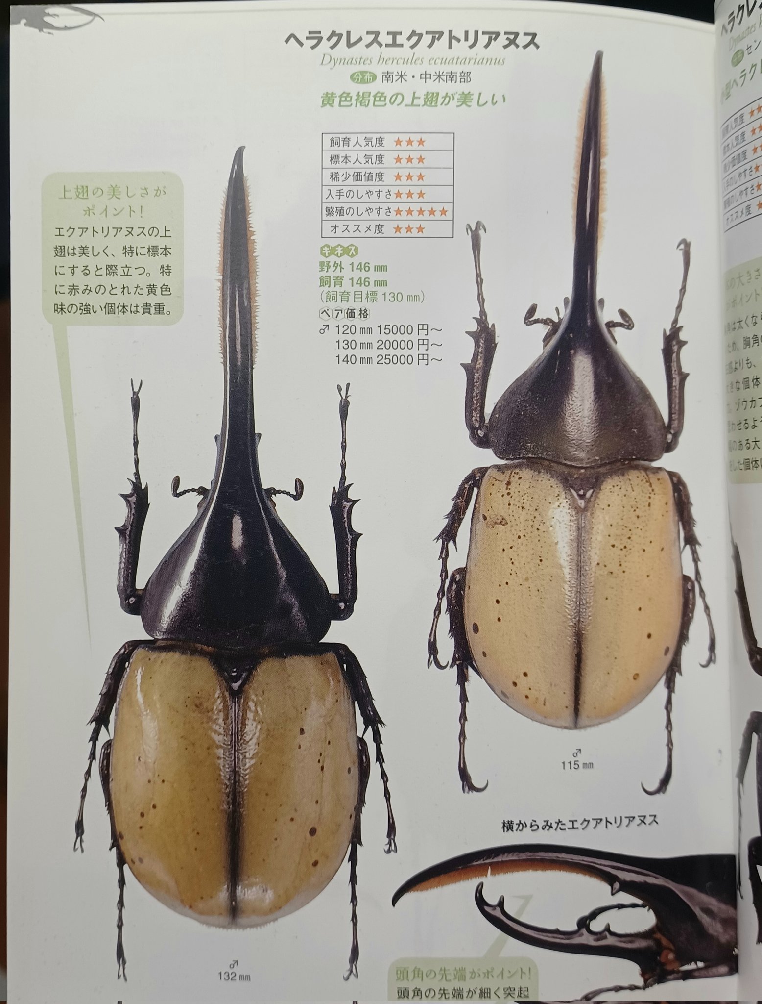 ヘラクレスエクアトリアヌス　美品 ヘラクレスエクアトリアヌス♂標本美品