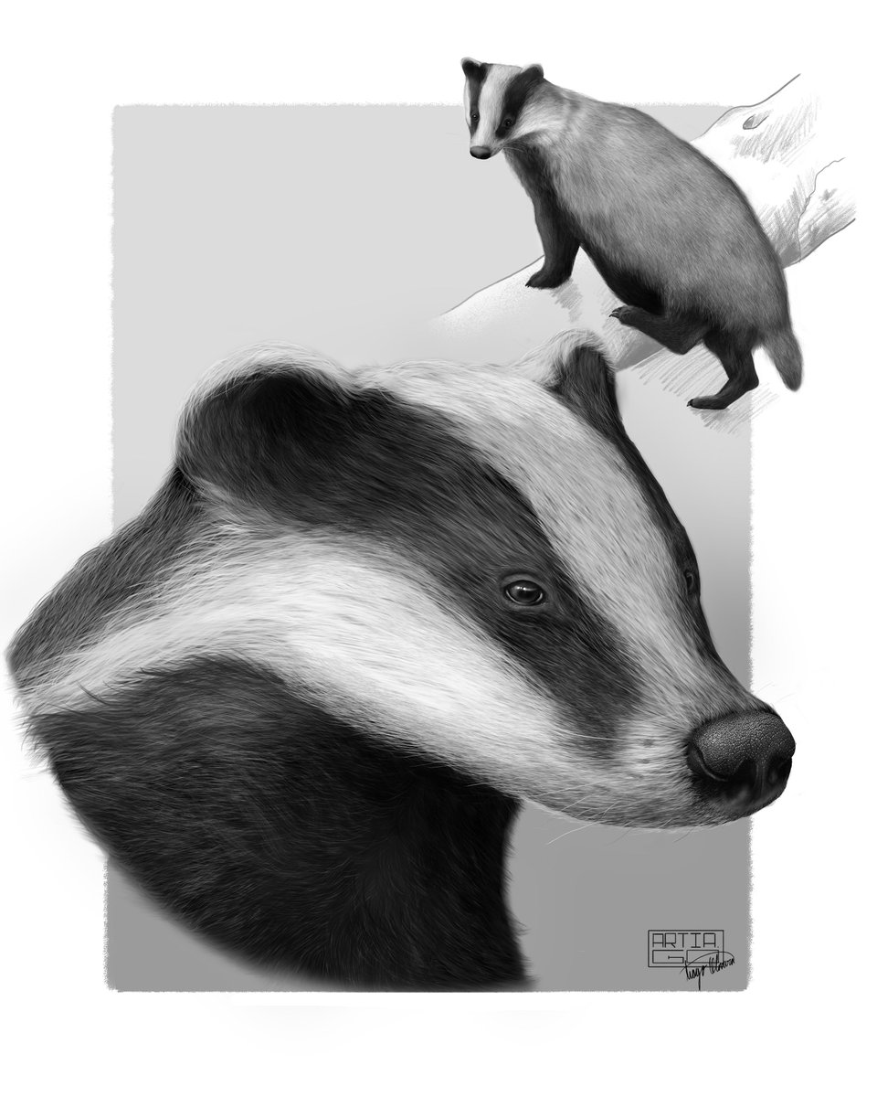 Artia_g0's tweet photo. Species: European badger (Meles meles)
Technique: Digital
#ilustracioncientifica #drawing #European #badger #meles #mustelidae #ocean #illustration #digital #art #ideas #photoshop #design #scientificillustration #draw #digitalillustration #infographic #sciencevisualisation https://t.co/zykexoINlR