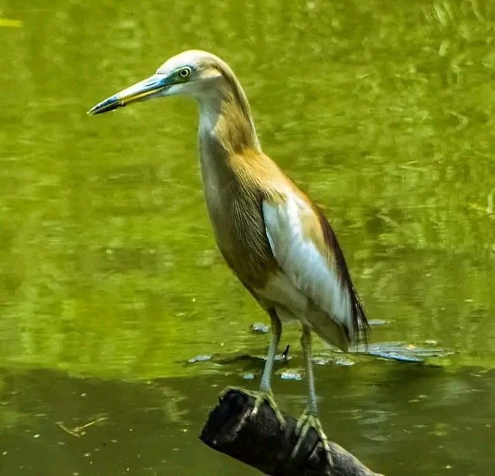 বক
