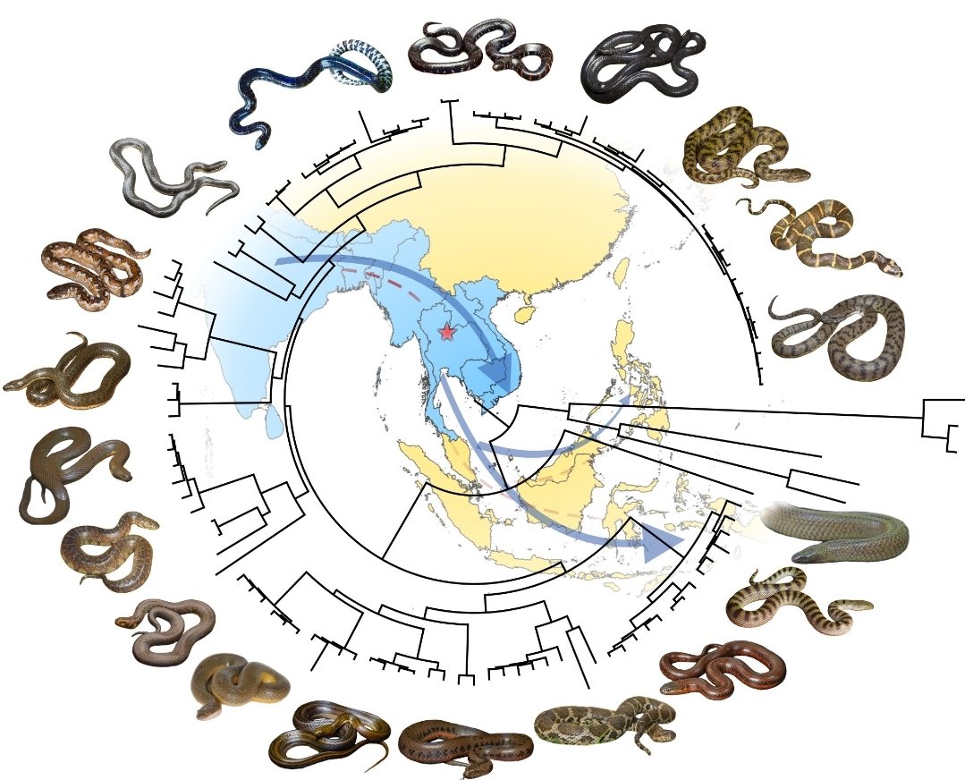 After six years of work with countless generous individuals and researchers, decades of work from previous researchers and communities, I am STOKED to announce the phylogenomics and #museomics of Homalopsidae has been published in the Bulletin @systbiol ! ssbbulletin.org/index.php/bssb…