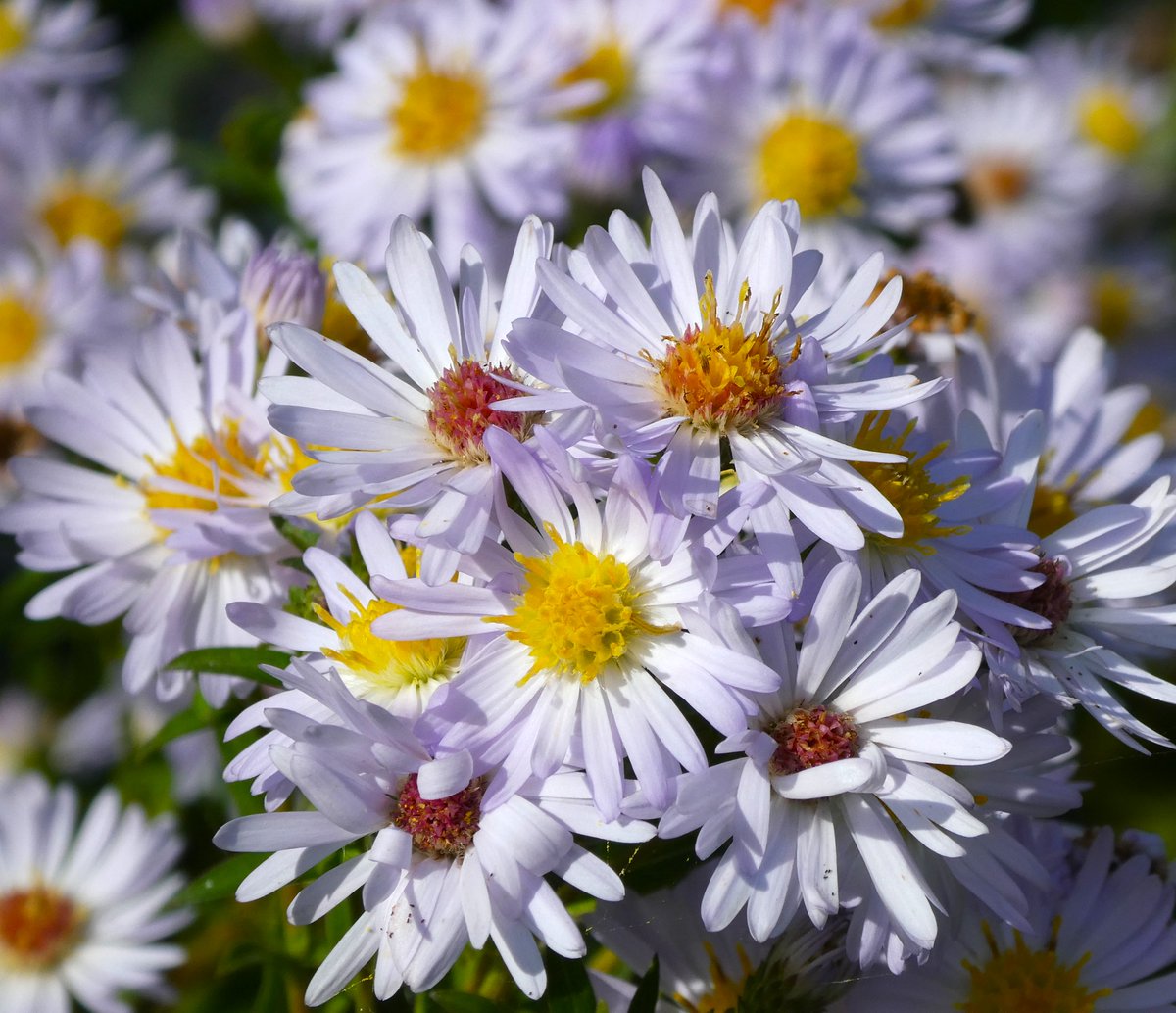 Michaelmas daisies for #MichaelmasDay 💜