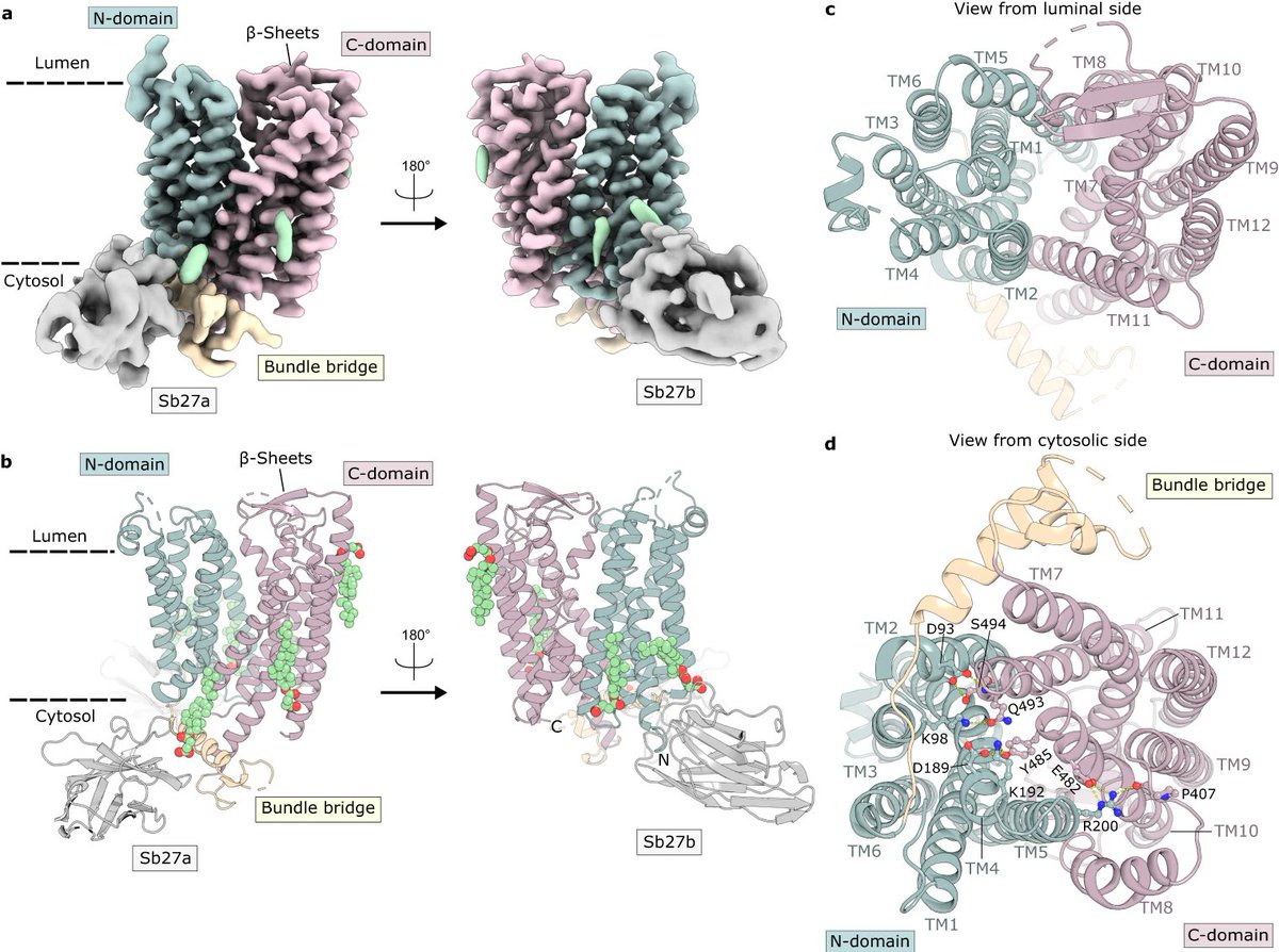 Molecular basis of TASL recruitment by the peptide/histidine transporter 1, PHT1 | Nat Comm  disq.us/t/4izp76q