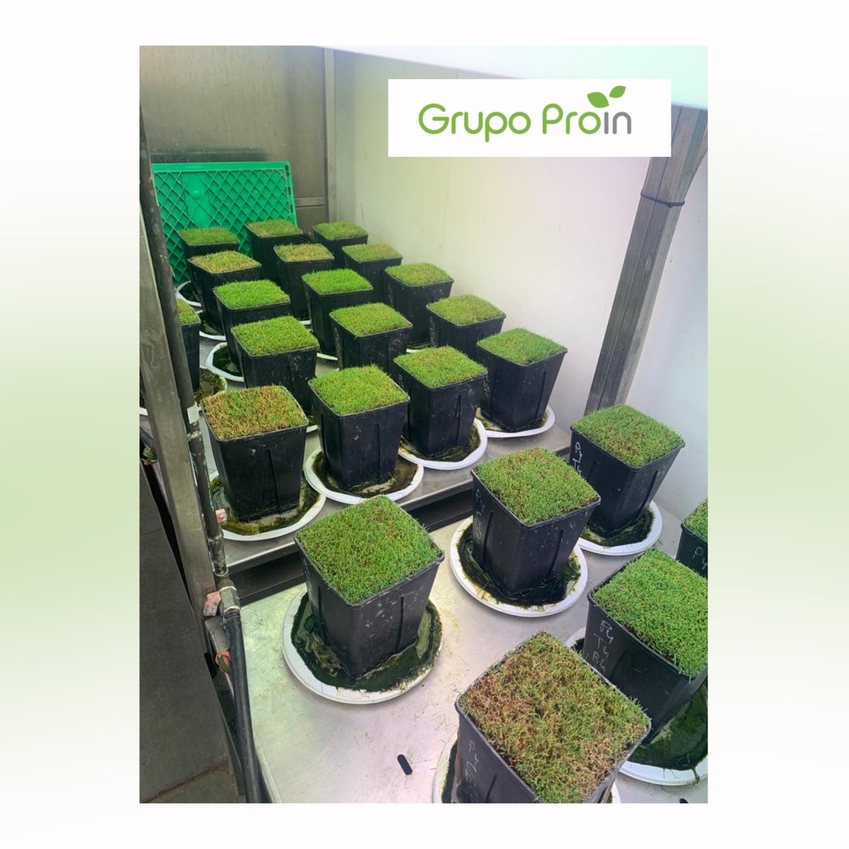 Proin Turf tweet media