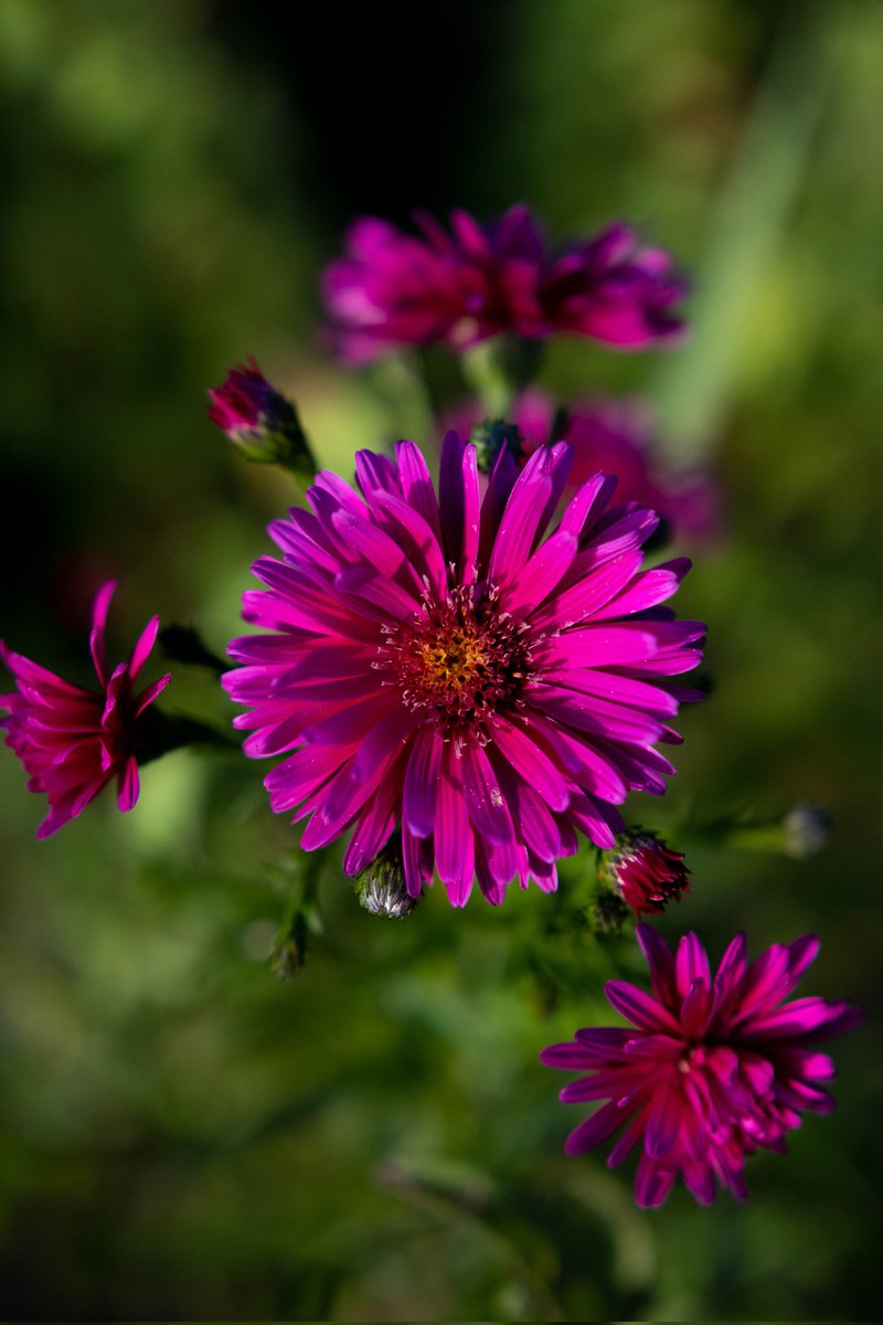 nicaza23's tweet photo. И снова цветы и немного ягод на ВДНХ
#flowers #vdnh #цветы #moscow #plants #vdnkh https://t.co/KvEy17KGbP