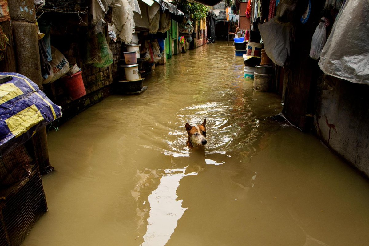 Dog negotiates a flood in Kolkata. Photo by Sudipta Chatterjee.