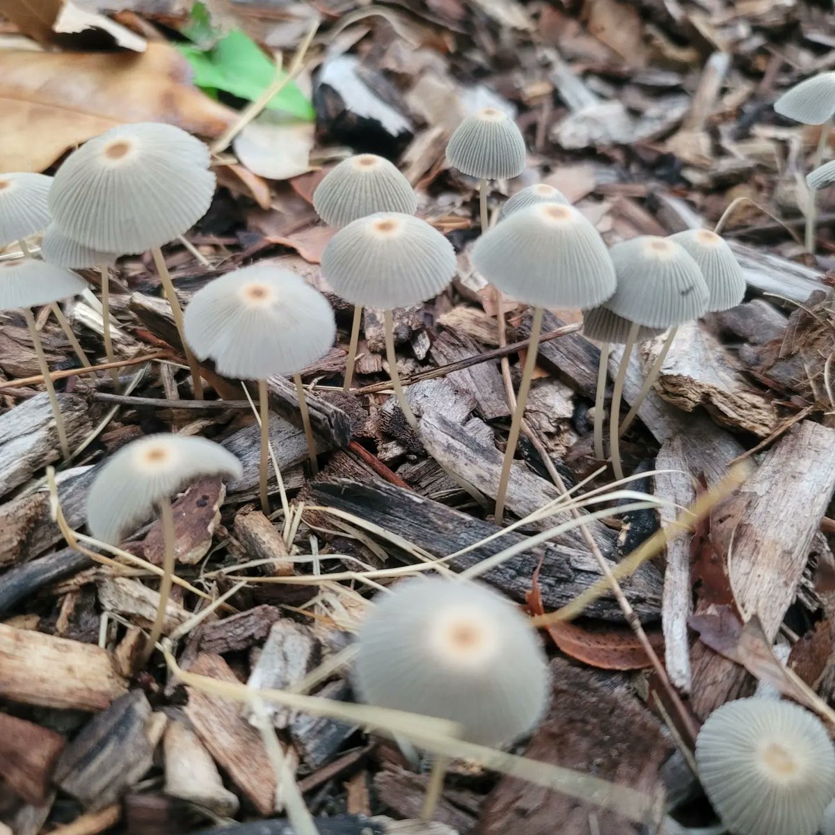 EmmaGoldmanBookClub tweet media