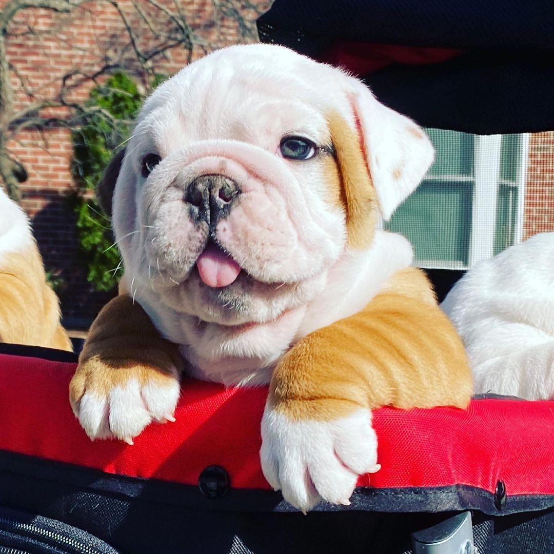 Bulldog_love_'s tweet photo. Throwback Thursday #TBThursday https://t.co/F3MirHcHlp