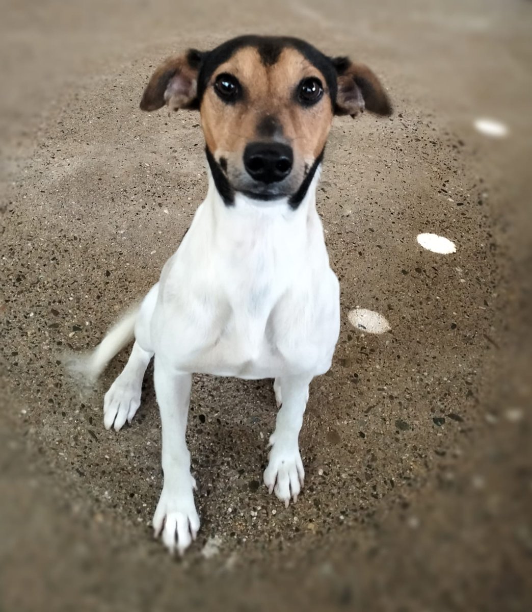 Sevilla SPORTDOG
Perrera 😢 
El se ha enterado que si posa bien tiene más opciones de salir adoptado, y ahí esta el tío, posando  Macho bodeguero, gracioso a reventar, que busca una familia para vivir tranquilo, sin tantos ladridos de otros compañeros 637528359
Pobrecito