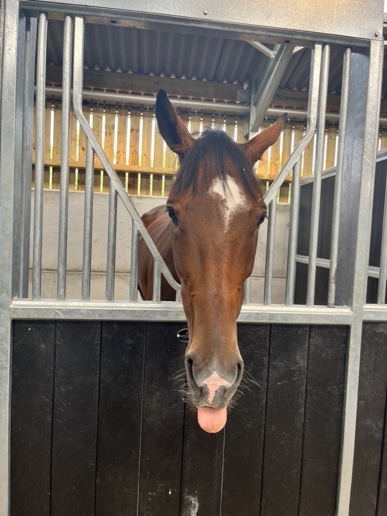 OldGoldRacing's tweet photo. π Captions please π
@OLBG Racingβs Picks Lad playing up for the camera πΈ
#pickslad #olbgracing #oldgoldracing #ownapieceoftheaction #getyourheartracing https://t.co/RC1bqOyoF7