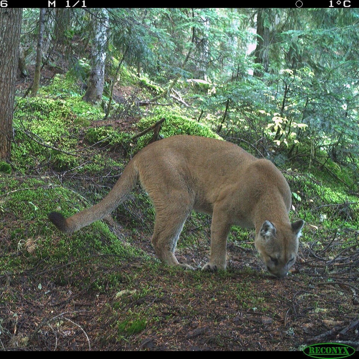 Cole Burton tweet media