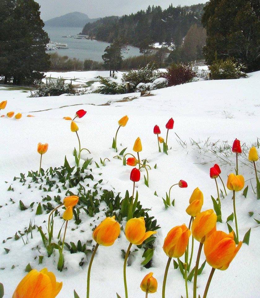 RincnCuriosoo's tweet photo. Tulipanes floreciendo en la nieve 🌷 https://t.co/K6tlIK6fjw
