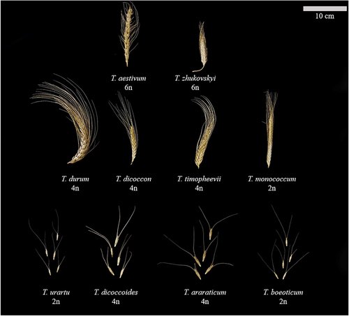 This article sheds light on the future and the past. In the meantime, de novo domestication can be described as the incorporation of domesticated genes into the non-domesticated species to develop new crops. #plantbreeding #wildwheat 

onlinelibrary.wiley.com/doi/10.1002/fe…