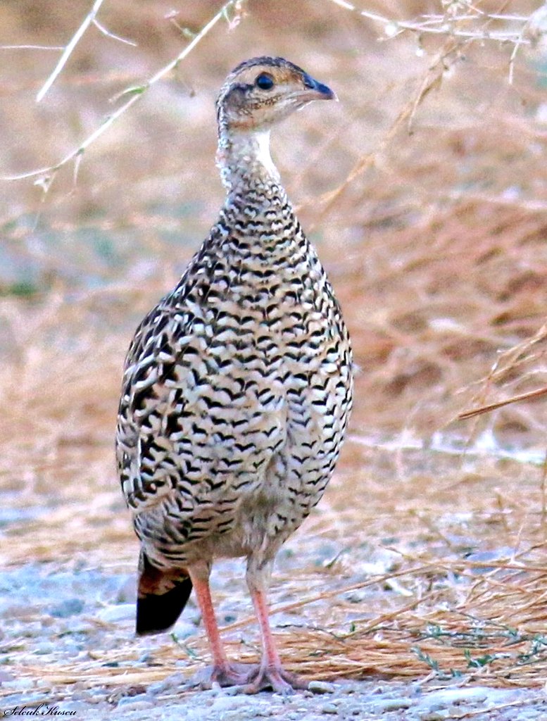 skuscu46's tweet image. Onu tarif edecek fazla birşey bulamıyorum. Oturup onun güzelliğini izlemek istiyorum...Maşallah sana...🧿💞

#turaç #selcuk_kuscu_birds #KahramanmaraşKuşları