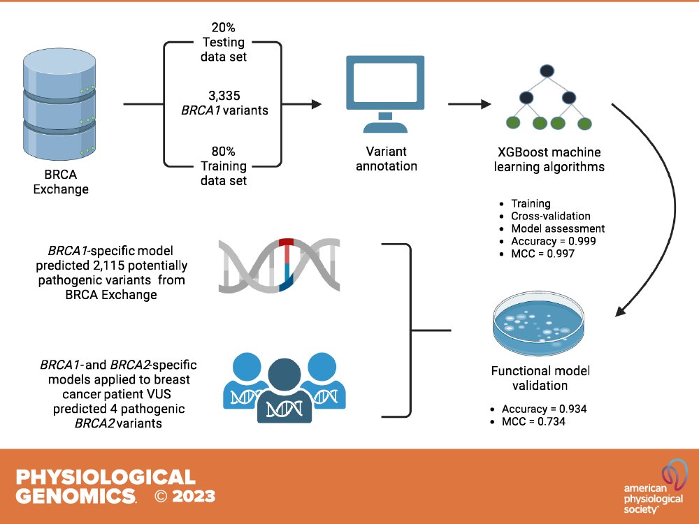PhysiologicalG's tweet photo. 🔓#OpenAccess ➡BRCA1-specific machine learning model predicts variant pathogenicity with high accuracy (Mohannad Khandakji et al.)

🖱https://t.co/n4ZQjHXyvL

#BRCA1 #BRCA2 #BreastCancer #VariantPathogenicity #VariantPrioritization https://t.co/7h0NPvcxJI