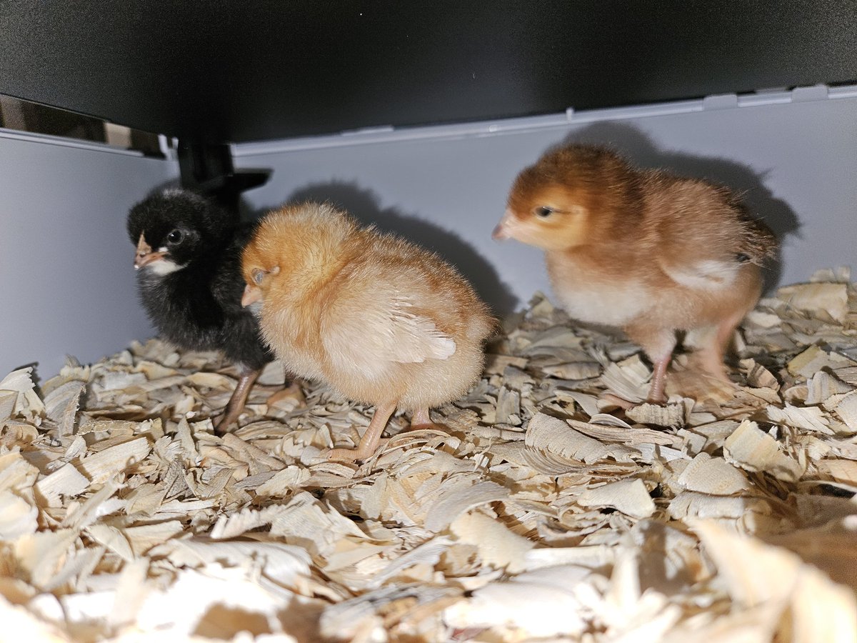 Hi everyone, we are doing great under out Brooder. We can't wait to start growing,  we have an outdoor coop all ready for us. A few more months and we can move out there 

Chickenmamma chickens babychics homesteader littlefarm rhodeislandred redsexlink barredrock joinourjourney
