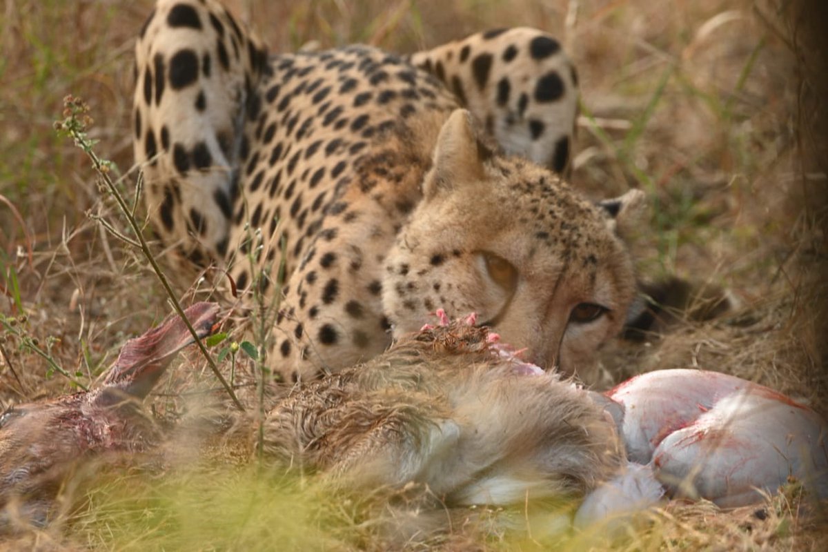 deshdeepsTOI's tweet photo. Eyewitness account of fierce #Cheetah fight in kuno and tale of  daring Cheetah trackers  
Read
https://t.co/Az6YG7P1CB…
@moefcc @SPYadavIFS @Uttam_K_Sharma @CCFCheetah @Dr_RajeshGopal @mpforestdept https://t.co/uzSDaOYED5